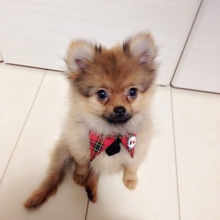 大人しい ポメラニアン