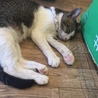 mintneko