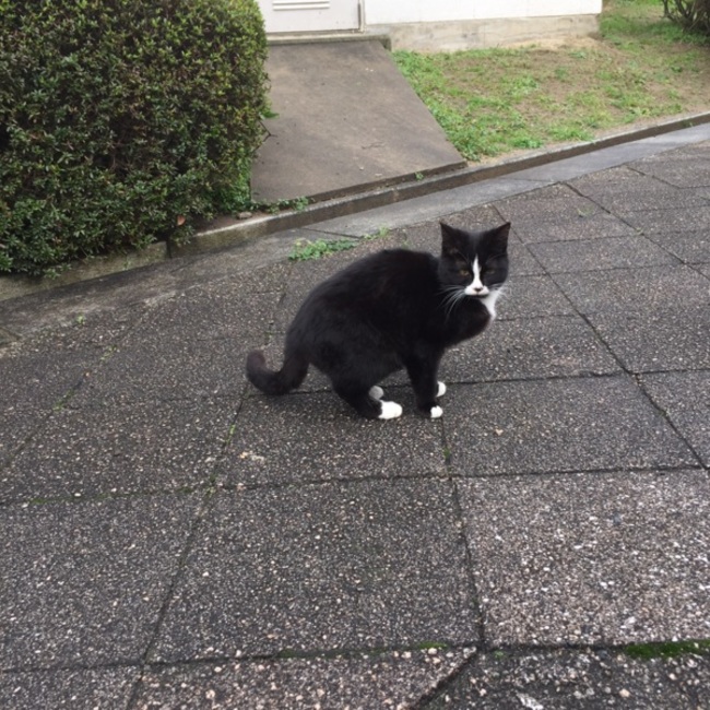 mintnekoのカバー写真