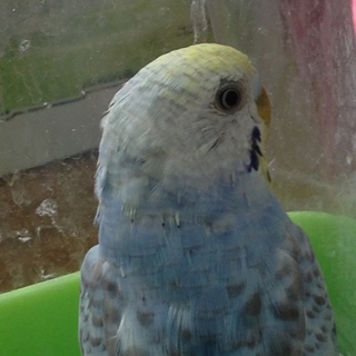 迷いインコの里親募集