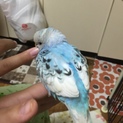 秋生まれのセキセイインコきれいなブルー