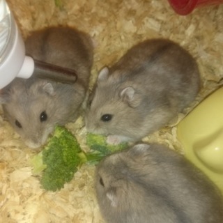 ブルーサファイアハムスター(女の子)里親募集です！