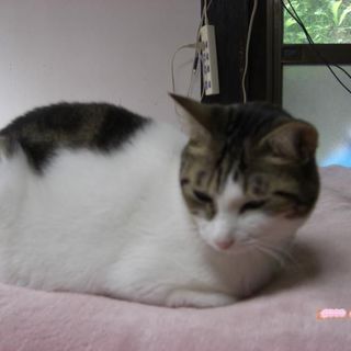 ラランちゃんメス５歳くらい