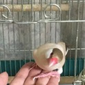 シナモン文鳥、シルバー文鳥の里親さん募集。