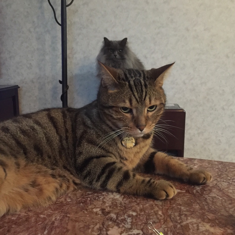 ラミエルのカバー写真