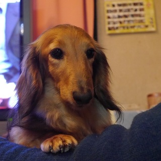 ミニチュアダックスの女の子