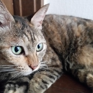 里親さん決まりました