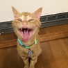 あくびの瞬間