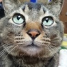 猫柳りた