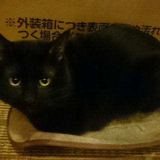 甘えん坊  かぎしっぽ黒猫
