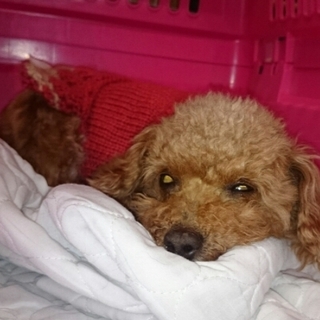 ちょりの家族になっていただけませんか？