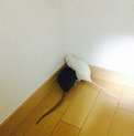 ラットちゃん~