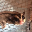 フクロモモンガの里親様を探しています。