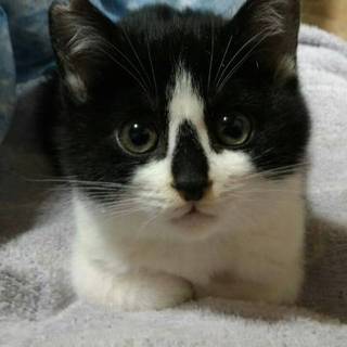 鼻黒の甘えん坊さん