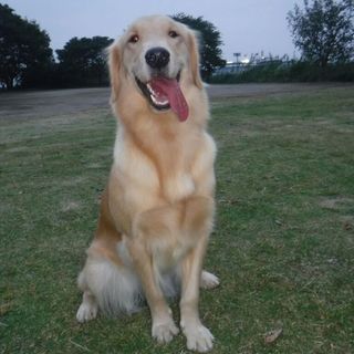 ゴールデン　1才女の子　