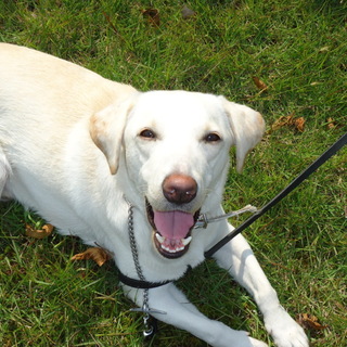 イエローラブラドールレトリバー雄5歳