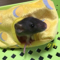 夕月（ゆうづき）