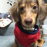 にゃんまい