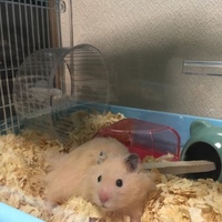 キンタ
