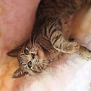  地域猫現場に遺棄された仔猫