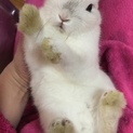 可愛いネザーくんの里親様募集