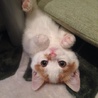 まーピーの母