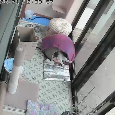 八つ墓村の小梅