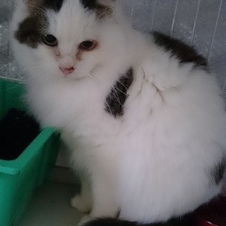 毛長！ふさふさ（♀）満9歳　FIV（＋）