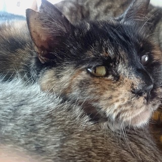 甘えたパルちゃん猫にも人にも優しいの