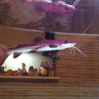 レッドテールキャット