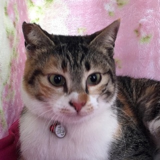 ミーシャちゃん