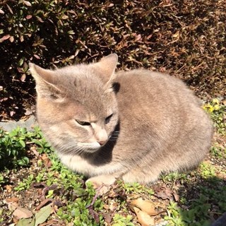地域猫現場のきなこちゃん