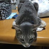 モンテ