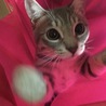 の写真