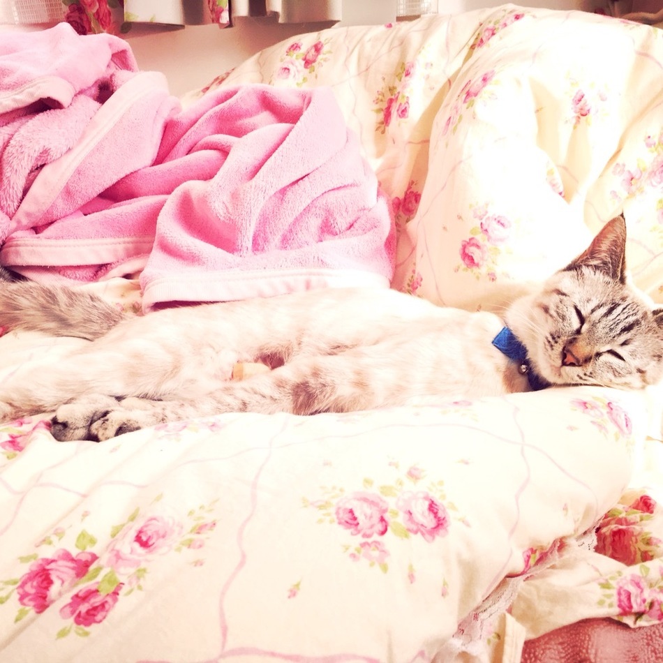 ぐれたんのカバー写真