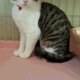 可愛い子猫♀、いずみちゃん（仮名）