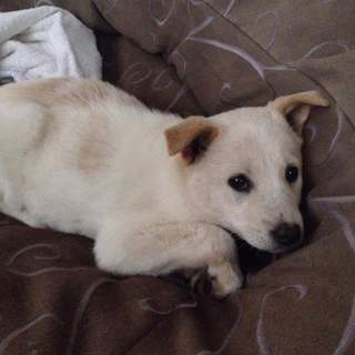 生後2か月仔犬　穏やかな女の子