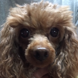 トイプードル女の子