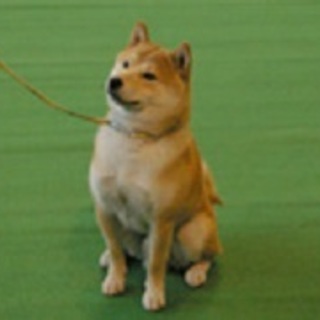 急いでいます、飼い主が亡くなった２歳の柴犬の男の子