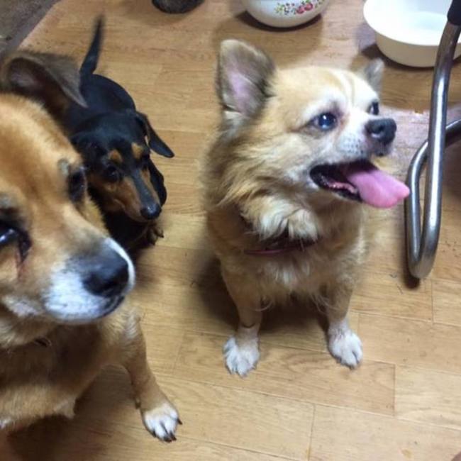 アニマルライブのカバー写真