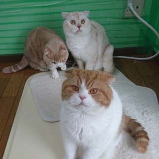 甘えん坊スコ3兄弟