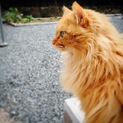フワフワ長毛オレンジ猫ちゃん！