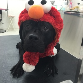 推定３歳のマスチフMixのラオウだぞ！！