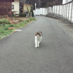 だるまさんが転んだ（・・）