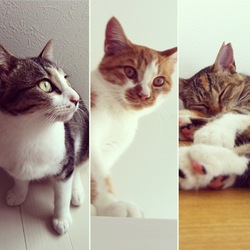 *＊＼猫の日ありがとう／＊*