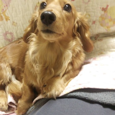 コタツの上掛けがお気に入り