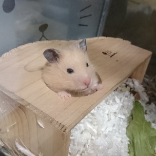 キンクマの赤ちゃんが生まれました