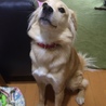 てぃらのさうるす 