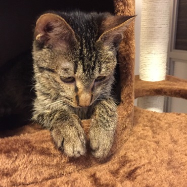 キャットタワー好き☆