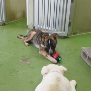 へそ天のテン君